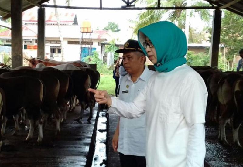 Disnakeswan Provinsi Bengkulu saat meninjau lokasi peternakan hewan Kota Bengkulu, Rabu (30/08/2017)