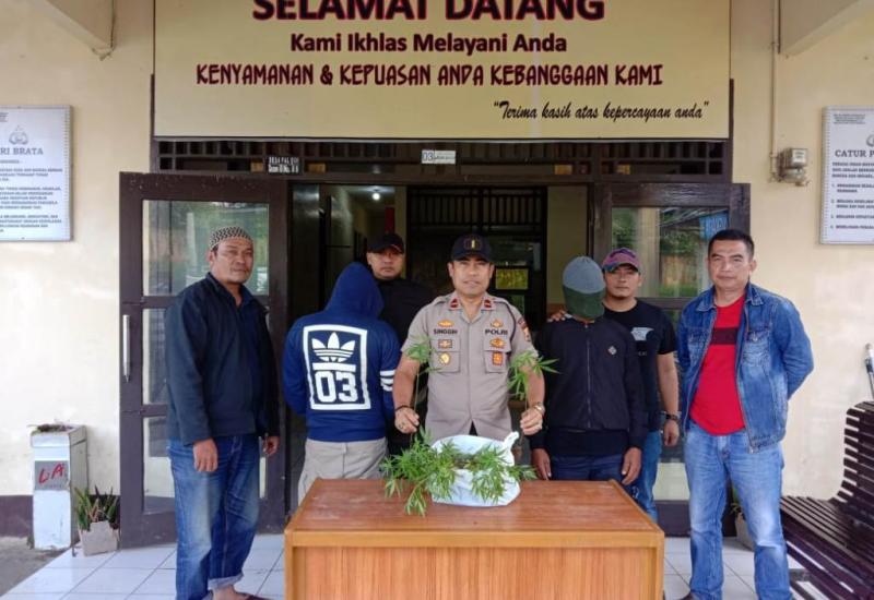 Jajaran Polsek Bermani Ulu Kabupaten Rejang Lebong Provinsi Bengkulu, menemukan tanaman ganja di areal perkebunan kopi. Foto Polsek Bermani Ulu.